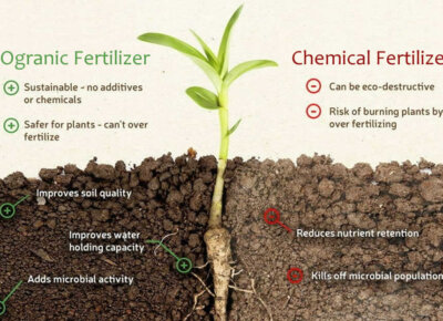 Organomineral fertilizer