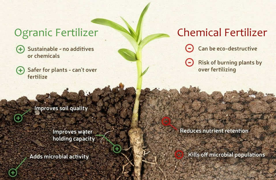 Organomineral fertilizer