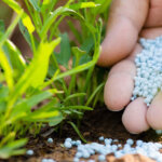 Dap Fertilizer