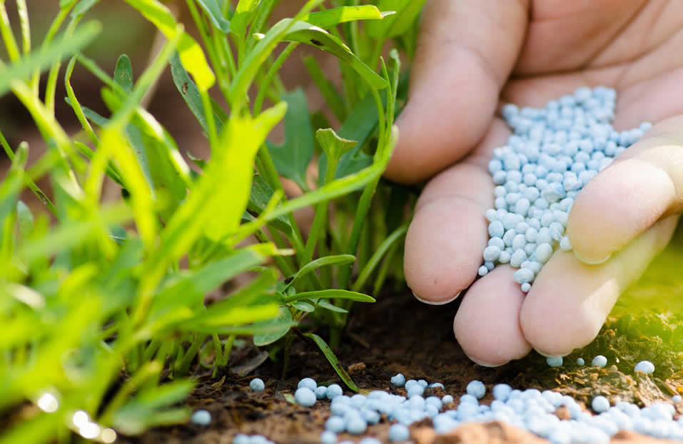 Dap Fertilizer